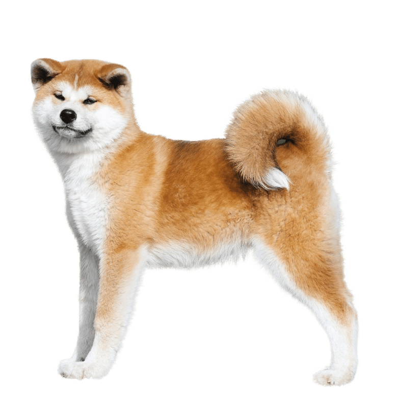Akita Inu - race de chien