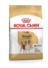 Beagle Adulte