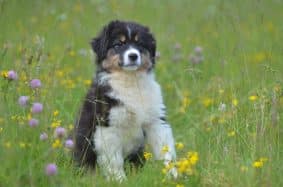 OPAL AUSSIE