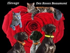 DES ROSES BEAUMONT