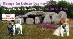 ELEVAGE DU DOLMEN DES KORRIGANS