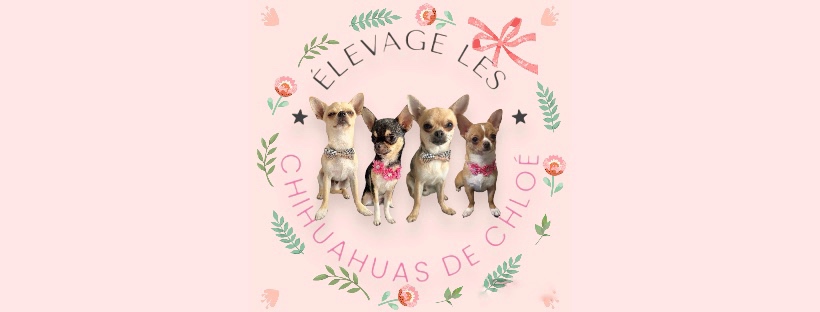 LES CHIHUAHUAS DE CHLOE