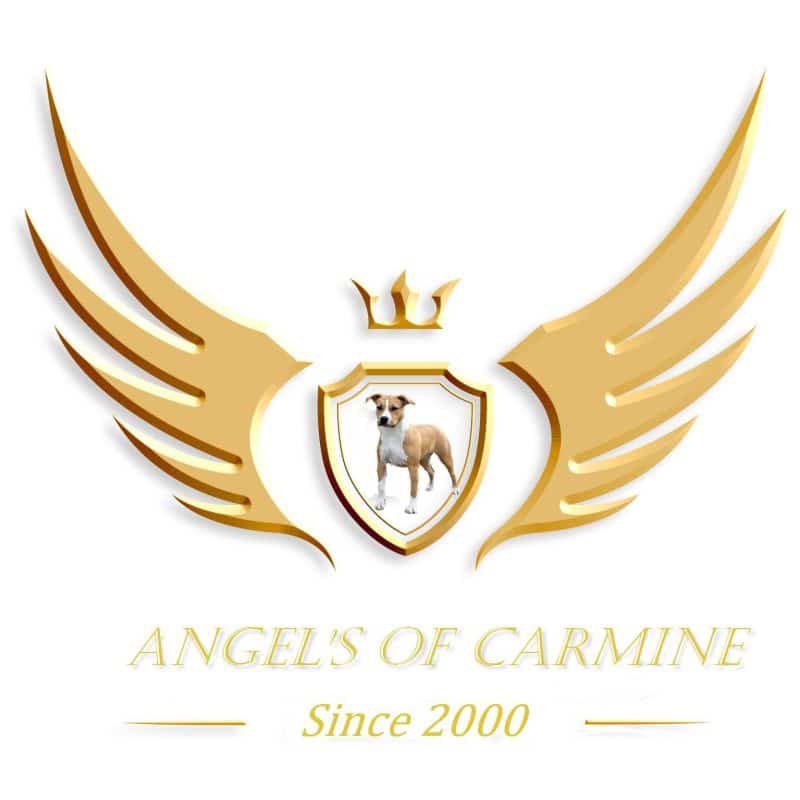 Elevage DE ANGEL’S OF CARMINE