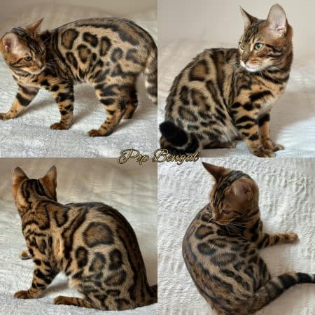 POP BENGAL