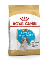 Chiot Cavalier King Charles