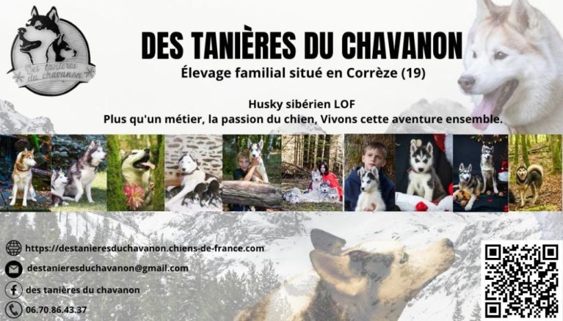 Elevage DES TANIERES DU CHAVANON