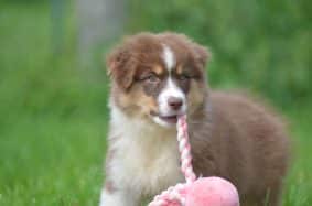 OPAL AUSSIE