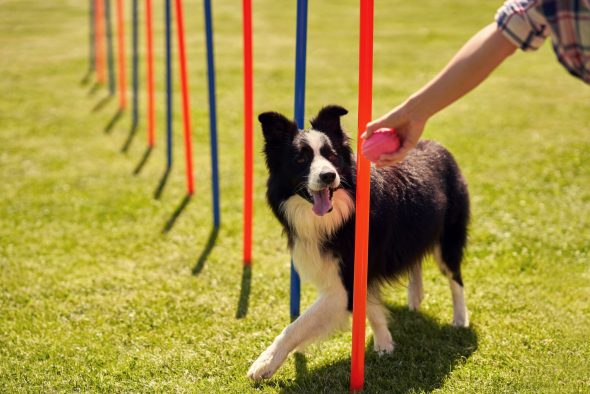 Un border collie qui effectue un parcours d'agility