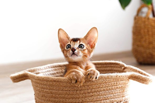 Chaton abyssin caché dans un panier