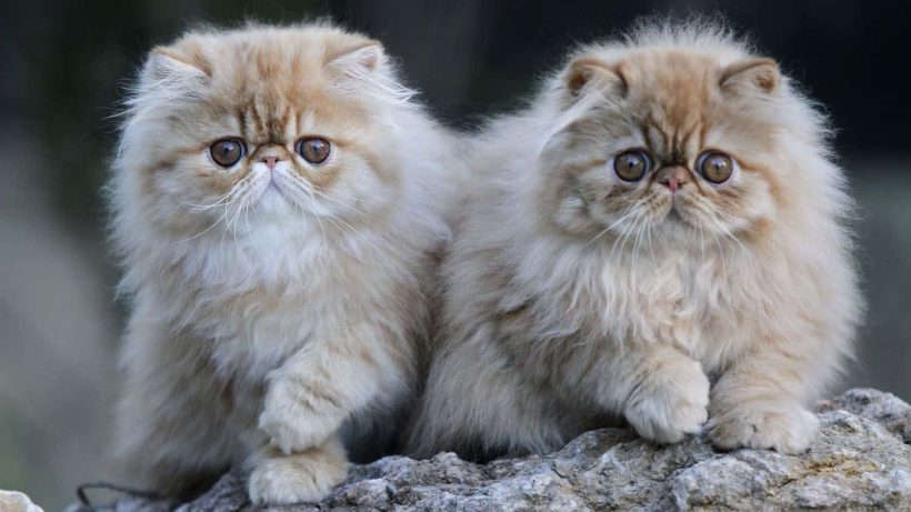 Deux chats Persan sur un rocher