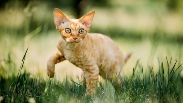 Chaton Devon rex qui joue dans l'herbe