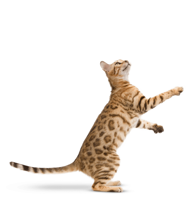 Un chat Bengal qui s'apprête à sauter