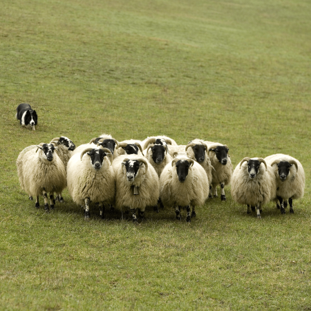 Les races de chien de berger