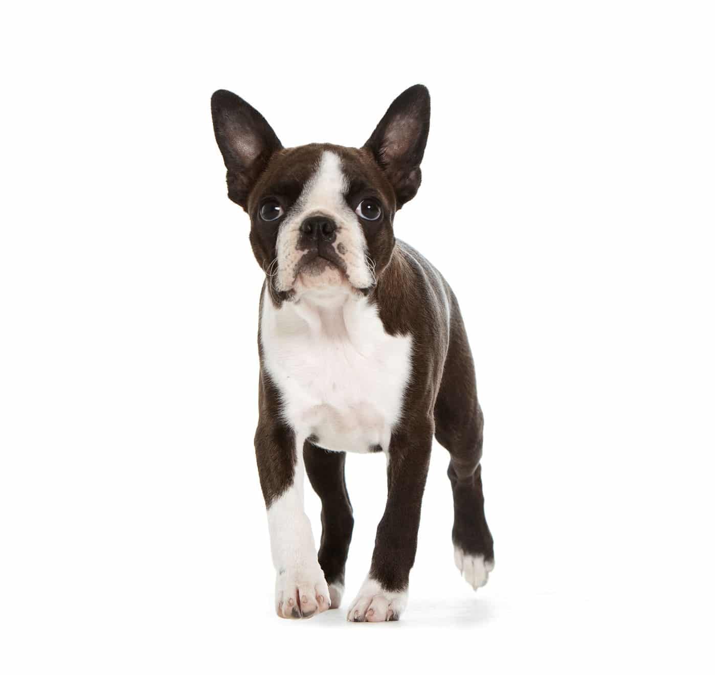 Boston Terrier