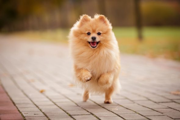 Un chien spitz qui saute dans la rue