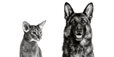 Un chien berger allemand et un chat abyssin en noir et blanc