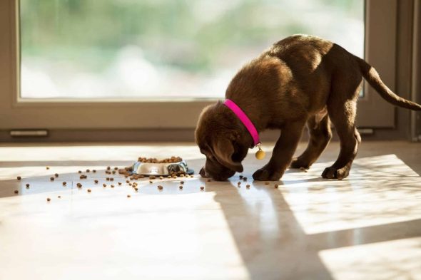 Un chiot labrador qui a renversé ses croquettes