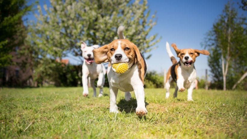 Groupes de chiots Beagle jouant dans un parc