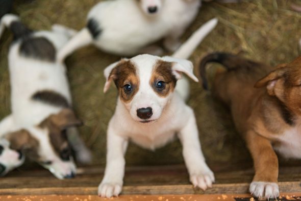 Un chiot dans une portée qui regarde son futur maître