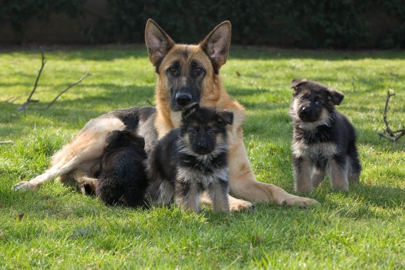 Une mère Berger allemand avec ses chiots allongés dans l'herbe