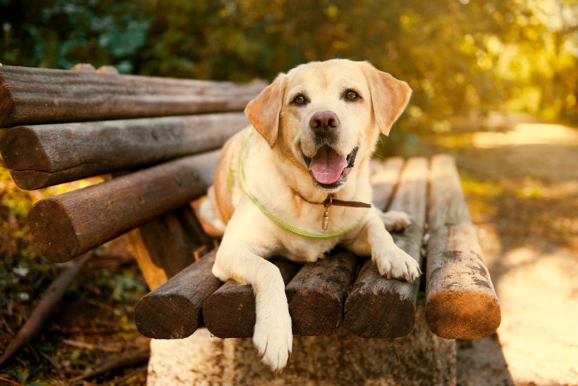 Un chien labrador retriever allongé sur un banc