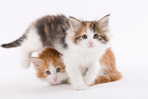 Deux chaton Norvégiens qui s'amusent