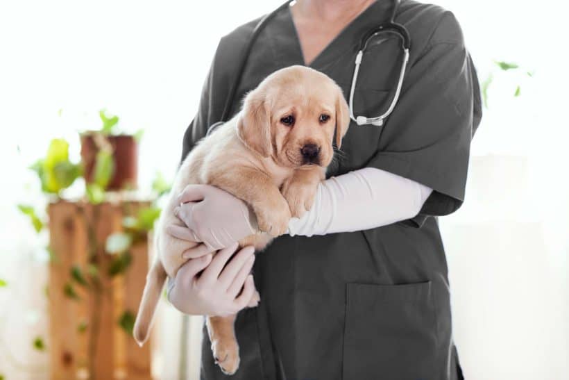 Un chiot labrador dans les bras d'un vétérinaire