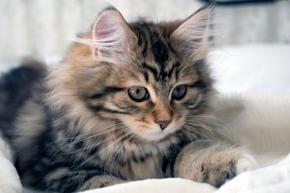 Chaton sibérien marron et noir allongé sur un lit