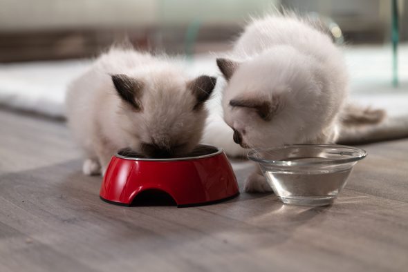 Deux chaton birman en train de manger