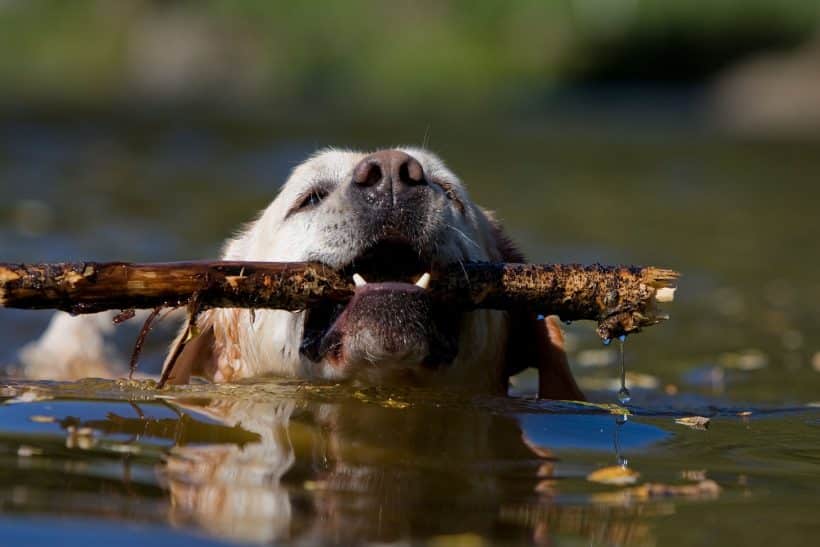 Quelles races de chien aiment nager ?