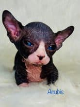 AMORE DI SPHYNX