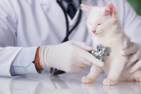 Un chaton blanc se fait osculter par un vétérinaire