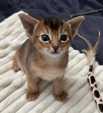 Image de la portée de chaton de l'élévage BROCH LAURENCE