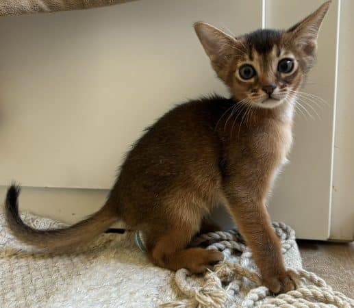 Image de la portée de chaton de l'élévage PERSEPOLIS20