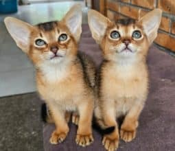 Chatons d'apparence Abyssin à vendre chez l'éleveur L ANGE BLEUTE