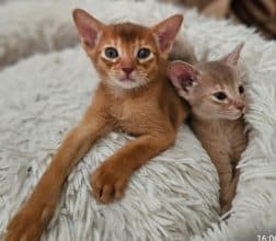 Chatons d'apparence Abyssin à vendre chez l'éleveur L ANGE BLEUTE