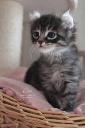 Image de la portée de chaton de l'élévage LA CHATTERIE DE SOROUN SWEET