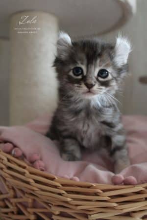 Image de la portée de chaton de l'élévage LA CHATTERIE DE SOROUN SWEET