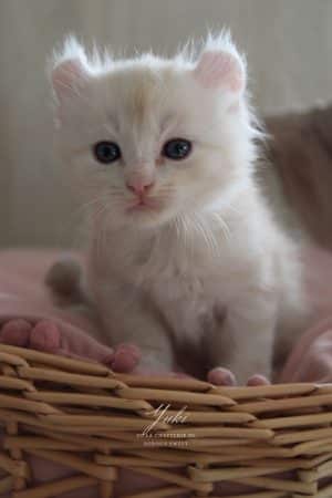 Image de la portée de chaton de l'élévage LA CHATTERIE DE SOROUN SWEET