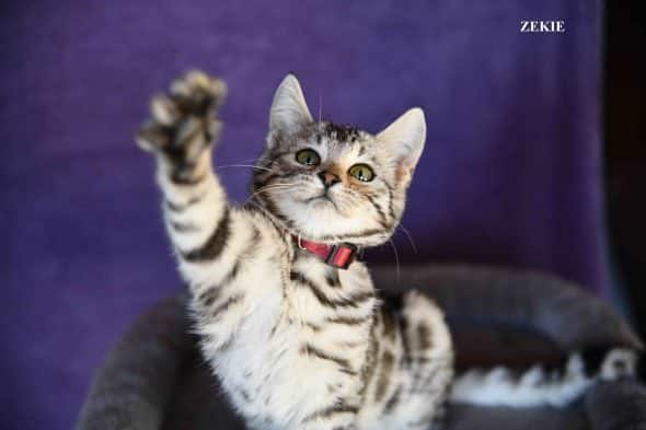 Image de la portée de chaton de l'élévage LOPIN MILKA