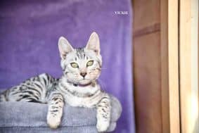 Chatons de race Bengal à vendre chez l'éleveur LOPIN MILKA