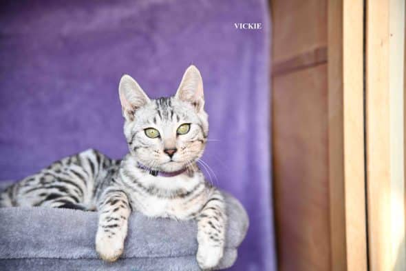 Image de la portée de chaton de l'élévage LOPIN MILKA