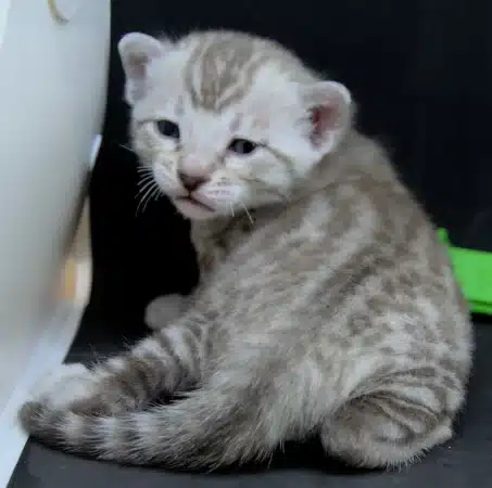 Image de la portée de chaton de l'élévage DJUST BENGAL