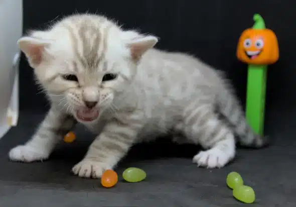 Image de la portée de chaton de l'élévage DJUST BENGAL