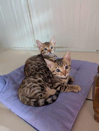 Image de la portée de chaton de l'élévage LA CHATTERIE DES REX’POILS