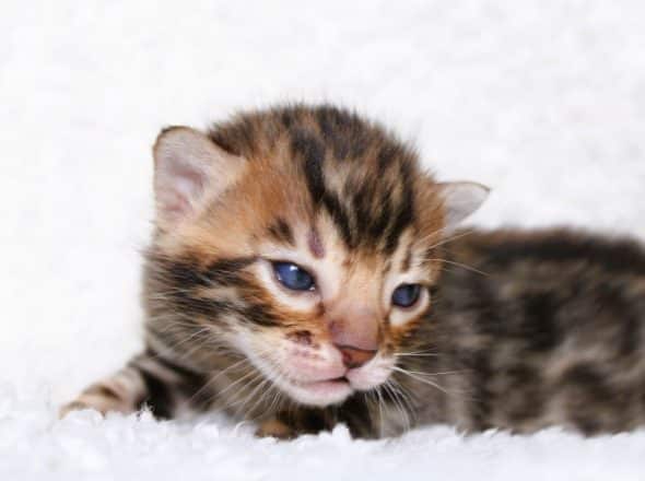 Image de la portée de chaton de l'élévage felix-felicis