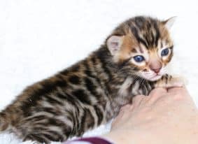 Chatons de race Bengal à vendre chez l'éleveur felix-felicis