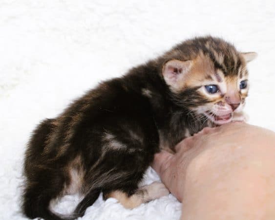 Image de la portée de chaton de l'élévage felix-felicis