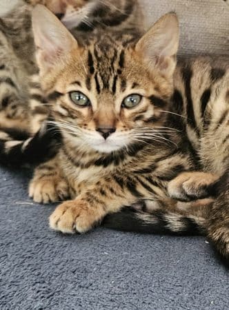 Image de la portée de chaton de l'élévage L ANGE BLEUTE