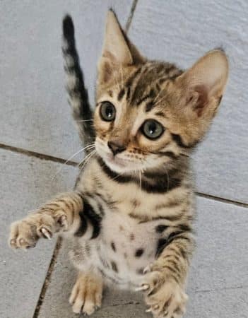 Image de la portée de chaton de l'élévage L ANGE BLEUTE